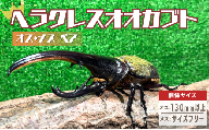 [№5334-0570]ヘラクレスオオカブト オス メス 成虫ペアセット 130mm以上