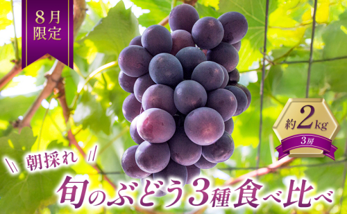 ぶどう 【8月限定】 旬のぶどう 食べ比べ 約2kg 3種セット 果物 旬 詰合せ フルーツ 朝採れ 有機肥料 2180791 - 兵庫県加西市