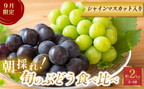 ぶどう【9月限定】採れたて！旬のぶどうの食べ比べ 約2kg セット シャインマスカット入り 2180793 - 兵庫県加西市