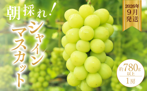 シャインマスカット 約780g以上（1房）朝採れ ぶどう セット 詰め合わせ 産地直送 フルーツ 兵庫県 加西市 2180795 - 兵庫県加西市