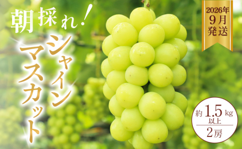 シャインマスカット 約1.5kg以上（2房）朝採れ ぶどう セット 詰め合わせ 産地直送 フルーツ 兵庫県 加西市 2180796 - 兵庫県加西市