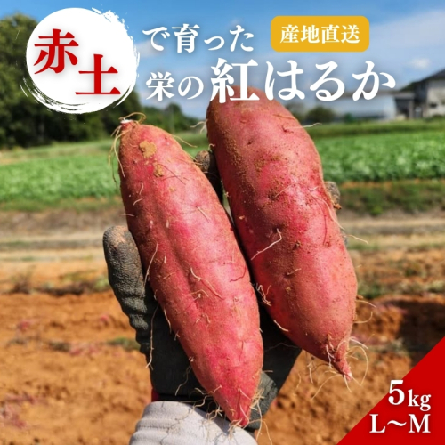 さつまいも 紅はるか 5kg 産地直送 野菜 サツマイモ 芋 焼き芋 赤土 加西市 栄町 2180803 - 兵庫県加西市