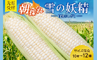 先行受付！【2026年8月頃～発送開始！】北海道十勝清水町産 希少品種！ 白いとうもろこし 雪の妖精 サイズ混合 10～12本 北海道産 2026年 とうもろこし とうきび 産直 産地直送 清水町 北海道 _S021-0017