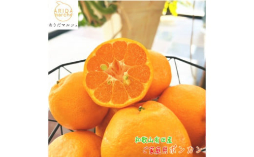 有田育ちの 完熟 ポンカン（ご家庭用）約2kg［先行予約］［MS118］ 2181212 - 和歌山県那智勝浦町