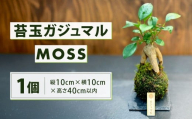 苔玉 ガジュマル -MOSS- 1点 観葉植物 ガジュマルの木 縁起の良い 多幸の樹 幸せを呼ぶ木 幸運 苔 玉 グリーン インテリア