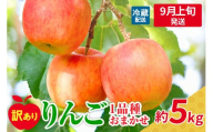 【2025年9月上旬発送】 【訳あり】  旬の美味しい りんご 約5kg 青森産 【おまかせ1品種】