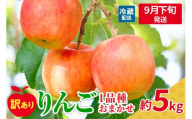 【2025年9月下旬発送】  【訳あり】  旬の美味しい りんご 約5kg 青森産 【おまかせ1品種】