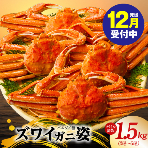 【年内発送】バルダイ種 ズワイガニ姿 1.5kg（2～5尾）【訳あり規格 ボイル済み オオズワイガニ かに カニ 蟹 ズワイガニ ファミリー向け】 kgp0086y 2182023 - 大阪府泉佐野市