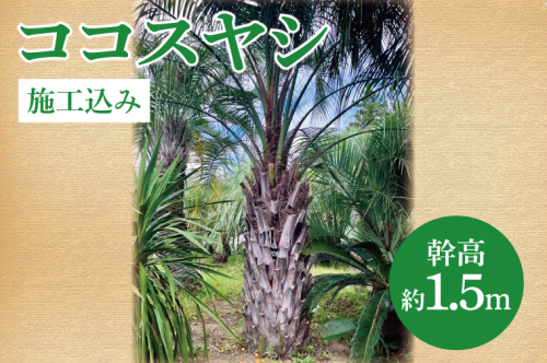 ココスヤシ 幹高約1.5m【施工込み】ヤシの木 ヤシ リゾート ガーデン 自宅 別荘 南国 庭木 観葉植物 大洗町 2182309 - 茨城県大洗町
