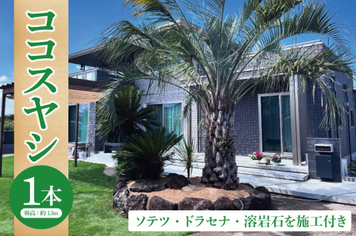 ココスヤシ 幹高約1.5m１本・ソテツ・ドラセナ・溶岩石【施工込み】 ヤシの木 ヤシ リゾート ガーデン 自宅 別荘 南国 庭木 観葉植物 大洗町 2182310 - 茨城県大洗町