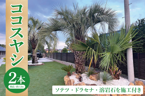 ココスヤシ 幹高約1.5m２本・ソテツ・ドラセナ・溶岩石【施工込み】 ヤシの木 ヤシ リゾート ガーデン 自宅 別荘 南国 庭木 観葉植物 大洗町 2182311 - 茨城県大洗町