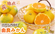 [2026年発送][先行予約] 由良みかん 3kg 沼津市西浦産 2026年10月中旬頃より発送予定 みかん ミカン 蜜柑 フルーツ 果物 くだもの 産地直送 静岡県 沼津市
