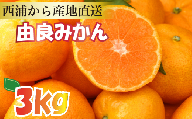 【産地直送】【予約受付】みかん 由良みかん 約 3kg 【 沼津 西浦 で たくさん の太陽と海風に育まれました みかん をお届け 】 数量限定 柑橘 フルーツ 西浦 沼津 蜜柑
