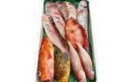 旬の鮮魚ＢＯＸお任せセット（竹）【鮮魚 約5kg 冷蔵 旬 魚 さかな 天然 天然魚 新鮮 地魚 産地直送 水揚げ次第発送 おまかせ セット 詰め合わせ お取り寄せ 大田市 和江漁港】