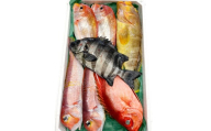 旬の鮮魚ＢＯＸお任せセット（松）【鮮魚 約5kg 冷蔵 旬 魚 さかな 天然 天然魚 新鮮 地魚 産地直送 水揚げ次第発送 おまかせ セット 詰め合わせ お取り寄せ 大田市 和江漁港】