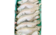 水揚げ直後！干しカレイ(６枚入り)【干物 カレイ かれい 6枚 魚 さかな 旬 エテカレイ 干しカレイ 国産 無添加 水揚げ直後 冷蔵 ノンフローズン 季節限定 大田市】