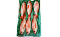 中サイズ！極上のどぐろ（水揚げ次第発送）【のどぐろ あかむつ ノドグロ 2尾 魚 さかな 旬 国産 高級魚 地魚 水揚げ直後 新鮮 冷蔵 ノンフローズン お取り寄せ 季節限定 大田市】