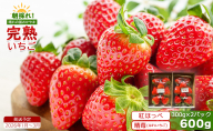 鏡野町産 朝採れ！旬の完熟いちご 300g×2パック＜2026年1月～3月発送＞【038-a003】