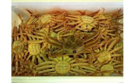 103.【活】鳥取県産 セコガニ 訳あり 良品 2kg※2025年11月上旬～12月下旬頃に順次発送予定◇