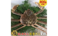 693.【早期受付】【活】足1本なし　訳あり　松葉ガニ　大1枚（800g前後）《かに カニ 蟹 ズワイガニ 》※着日指定不可※2025年11月上旬頃から順次発送予定