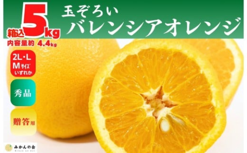 【お中元】 バレンシアオレンジ 国産 玉ぞろい 秀品 箱込 約5kg (内容量 4.4kg ) 2L L M サイズのいずれか 和歌山県産 産地直送 みかんの会 【7月上旬～8月上旬に順次発送】 2184070 - 和歌山県有田川町