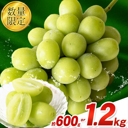 秀品 シャインマスカット 岡山 秋旬 数量限定 大粒 約600g or 1.2kg 1房 2房 産地直送 葡萄 果物 秀品 スイーツ フルーツ デザート 岡山県 笠岡市 簡易包装 《9月中旬～11月上旬頃に出荷予定(土日祝除く)》 2184254 - 岡山県笠岡市