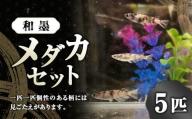 メダカ 和墨 5匹 セット 【2025年6月上旬～10月下旬発送予定】 めだか 魚 生体 観賞用 ペット 生き物 飼育 オス メス 茨城県 神栖市