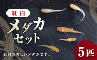 紅白メダカ 5匹 セット 【2025年6月上旬～10月下旬発送予定】 メダカ めだか 魚 生体 観賞用 ペット 生き物 飼育 オス メス 茨城県 神栖市