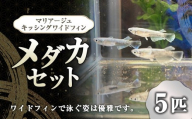 メダカ マリアージュ キッシングワイドフィン 5匹 セット 【2025年6月上旬～10月下旬発送予定】 めだか 魚 生体 観賞用 ペット 生き物 飼育 オス メス 茨城県 神栖市