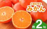 先行予約 みかん 蜜柑 約2kg 小原紅早生 小原紅早生みかん さぬき紅 金時紅 柑橘 オレンジ 果物 フルーツ 果実 旬 贈答用 プレゼント ギフト 11月下旬～12月下旬 配送 香川県 丸亀市