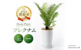 恐竜時代から生存していたとも言われ、幹から葉が出てくるのが特徴的な観葉植物です。厚みと光沢のある爽やかな葉がヤシを連想させ、お部屋のアクセントにもなります。気候に左右されないビニールハウスで一鉢、一鉢