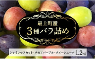 【予約返礼品】最上町産シャインマスカット・ナガノパープル・クイーンニーナ　バラ詰め1.2kg１箱