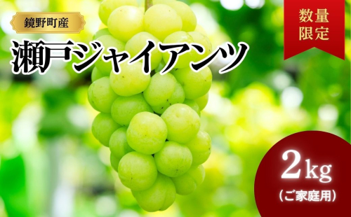 【期間限定】鏡野町産 瀬戸ジャイアンツ 2kg（ご家庭用）【004-a028】 2184823 - 岡山県鏡野町