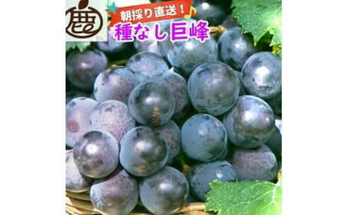 巨峰 約1kg【朝採り】【葡萄・ぶどう】【種なしブドウ】【フルーツ・果物】 2185529 - 和歌山県有田川町