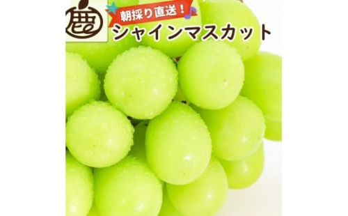シャインマスカット 約1.2kg【朝採り】【フルーツ・果物】【そのまま食べられる】 2185532 - 和歌山県有田川町