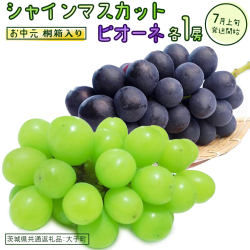 【 お中元 桐箱入り 】 シャインマスカット & ピオーネ (各１房) 【2026年7月上旬発送開始】(茨城県共通返礼品：大子町) ぶどう 葡萄 マスカット フルーツ 果物 贈答用 ギフト 贈り物 2186058 - 茨城県牛久市