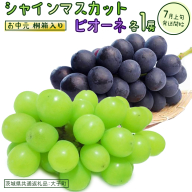 [ お中元 桐箱入り ] シャインマスカット & ピオーネ (各1房) [2026年7月上旬発送開始](茨城県共通返礼品:大子町) ぶどう 葡萄 マスカット フルーツ 果物 贈答用 ギフト 贈り物