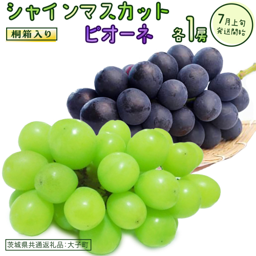 【桐箱入り】 シャインマスカット & ピオーネ (各１房)【2026年7月上旬発送開始】(茨城県共通返礼品：大子町) ぶどう 葡萄 マスカット フルーツ 果物 贈答用 ギフト 贈り物 2186062 - 茨城県牛久市