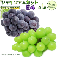 [ お中元 桐箱入り ] シャインマスカット & 巨峰 (各1房) [2026年7月上旬発送開始](茨城県共通返礼品:大子町) ぶどう 葡萄 マスカット フルーツ 果物 贈答用 ギフト 贈り物