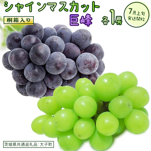 【桐箱入り】 シャインマスカット & 巨峰 (各１房)【2026年7月上旬発送開始】(茨城県共通返礼品：大子町) ぶどう 葡萄 マスカット フルーツ 果物 贈答用 ギフト 贈り物 2186147 - 茨城県牛久市