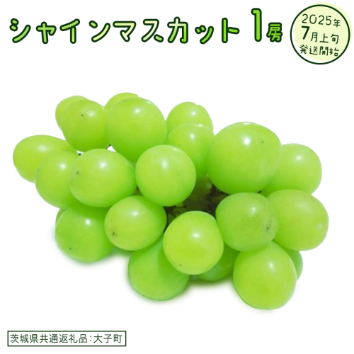 シャインマスカット １房【2025年7月上旬発送開始】(茨城県共通返礼品：大子町)　ぶどう 葡萄 ブドウ マスカット フルーツ 果物 スイーツ 2186148 - 茨城県牛久市