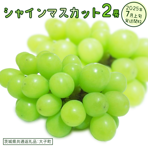 シャインマスカット ２房【2025年7月上旬発送開始】(茨城県共通返礼品：大子町)  ぶどう 葡萄 ブドウ マスカット フルーツ 果物 スイーツ 2186149 - 茨城県牛久市