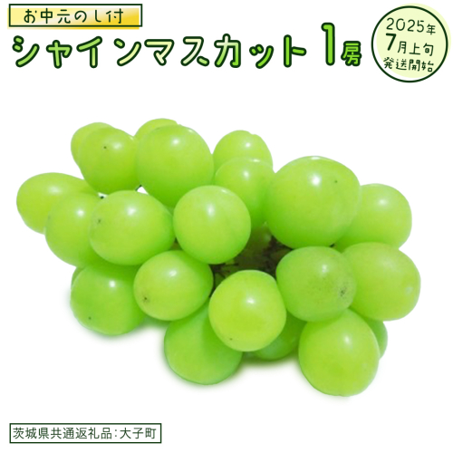 【 お中元 熨斗付き】 シャインマスカット １房 【2025年7月上旬発送開始】(茨城県共通返礼品：大子町)  ぶどう 葡萄 ブドウ マスカット フルーツ 果物 贈答用 ギフト 贈り物 2186165 - 茨城県牛久市