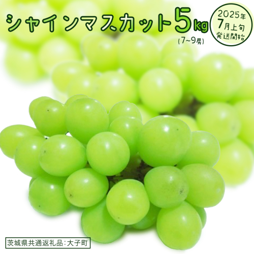 シャインマスカット 5kg (7～9房)【2025年7月上旬発送開始】(茨城県共通返礼品：大子町)　ぶどう 葡萄 ブドウ マスカット フルーツ 果物 贈答用 ギフト 贈り物 2186170 - 茨城県牛久市