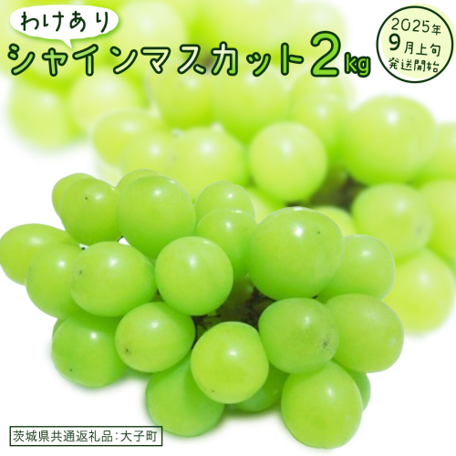 【 訳あり 】 シャインマスカット 2kg 【2025年9月上旬発送開始】(茨城県共通返礼品：大子町)  ぶどう 葡萄 マスカット フルーツ 果物 ワケあり ご自宅用 ご家庭用 自分用 2186172 - 茨城県牛久市