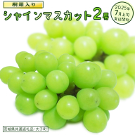 【桐箱入り】 シャインマスカット ２房 【2025年7月上旬発送開始】(茨城県共通返礼品：大子町)  ぶどう 葡萄 マスカット フルーツ 果物 贈答用 ギフト 贈り物