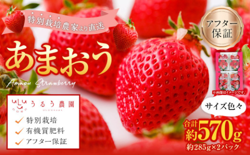 【アフター保証】あまおうサイズ色々 約570g（約285g×2パック）【2027年3月下旬～2027年4月上旬発送予定】あまおう いちご 苺 イチゴ フルーツ 果物