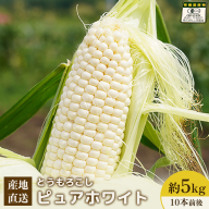 【先行予約】上原農場直送　有機栽培とうもろこし (ピュアホワイト) 約5kg 約10本前後【66016】