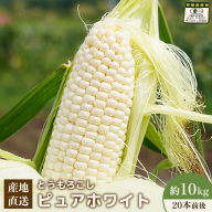 【先行予約】上原農場直送　有機栽培とうもろこし (ピュアホワイト) 約10kg 約20本前後【66017】