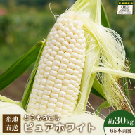 【先行予約】上原農場直送 とうもろこし (ピュアホワイト)  約30kg 約65本前後【66018】